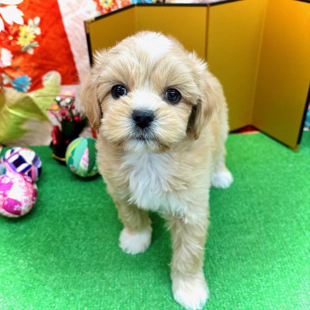 愛知県のペキプー(ペキニーズ×プードル) (犬の家＆猫の里名古屋天白店/2025年10月29日生まれ/男の子/クリーム)の子犬の1枚目の画像