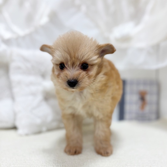 岐阜県のポメプー(ポメラニアン×プードル) (犬の家＆猫の里カラフルタウン岐阜店/2025年10月28日生まれ/女の子/アプリコット)の子犬の3枚目の画像