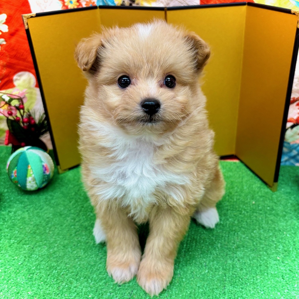 愛知県のポメプー(ポメラニアン×プードル) (犬の家＆猫の里名古屋天白店/2025年10月28日生まれ/男の子/アプリコット)の子犬の3枚目の画像