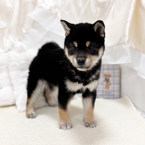 岐阜県の柴犬(標準サイズ) (犬の家＆猫の里カラフルタウン岐阜店/2025年10月28日生まれ/女の子/黒)の子犬の3枚目の画像