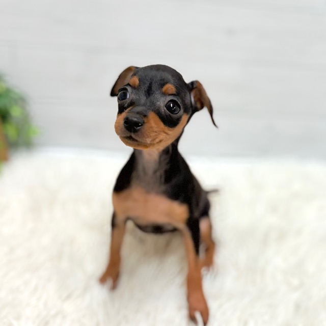 愛知県のミニチュアピンシャー (犬の家＆猫の里豊田店/2025年10月28日生まれ/女の子/ブラックタン)の子犬の3枚目の画像