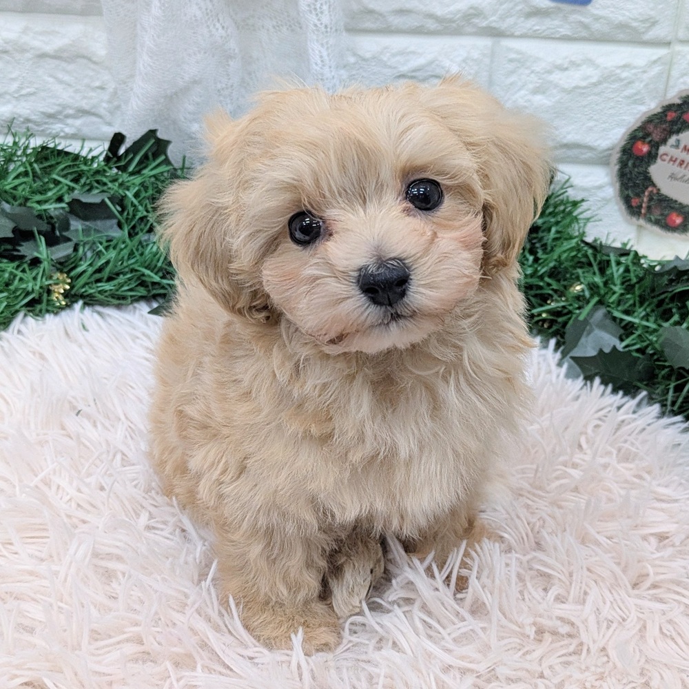 愛知県のマルプー(マルチーズ×プードル) (犬の家＆猫の里MEGAドン・キホーテ東海名和店/2025年10月27日生まれ/男の子/クリームホワイト)の子犬の1枚目の画像