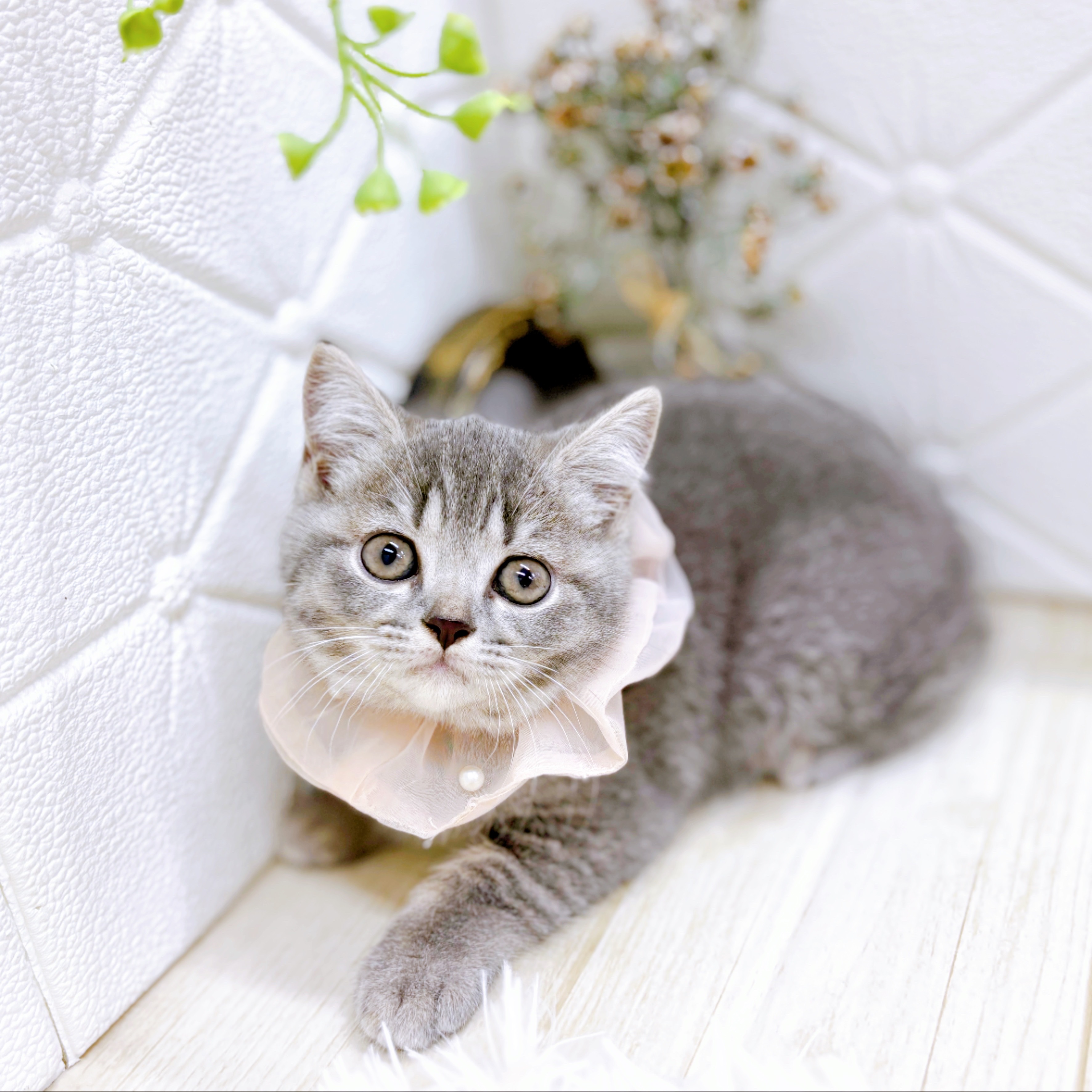 福井県のスコティッシュフォールド (犬の家＆猫の里アミーゴ福井店/2025年10月30日生まれ/女の子/ブルータビー)の子猫の3枚目の画像