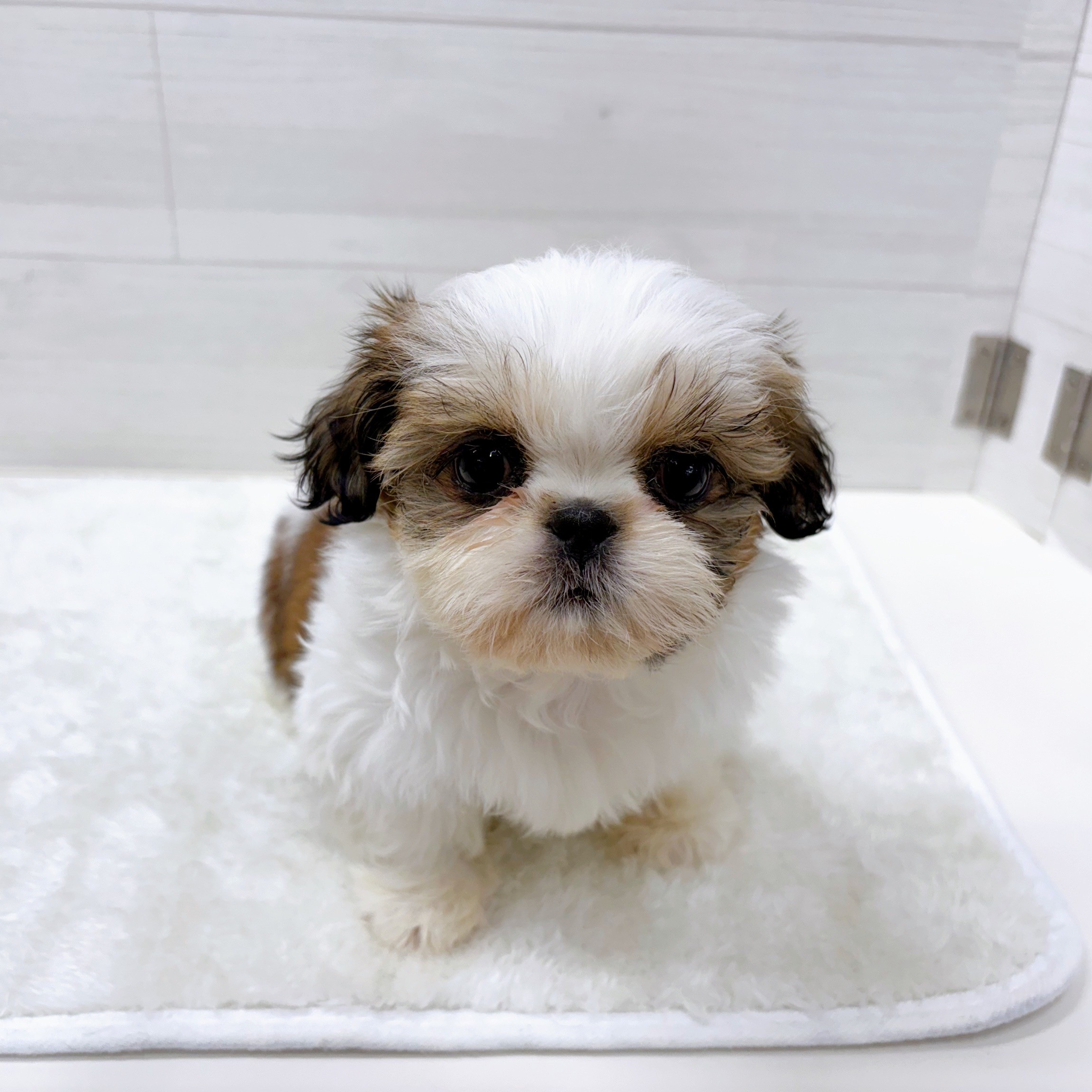 石川県のシーズー (犬の家＆猫の里アミーゴ金沢おこばた店/2025年10月28日生まれ/女の子/ゴールドホワイト)の子犬の3枚目の画像