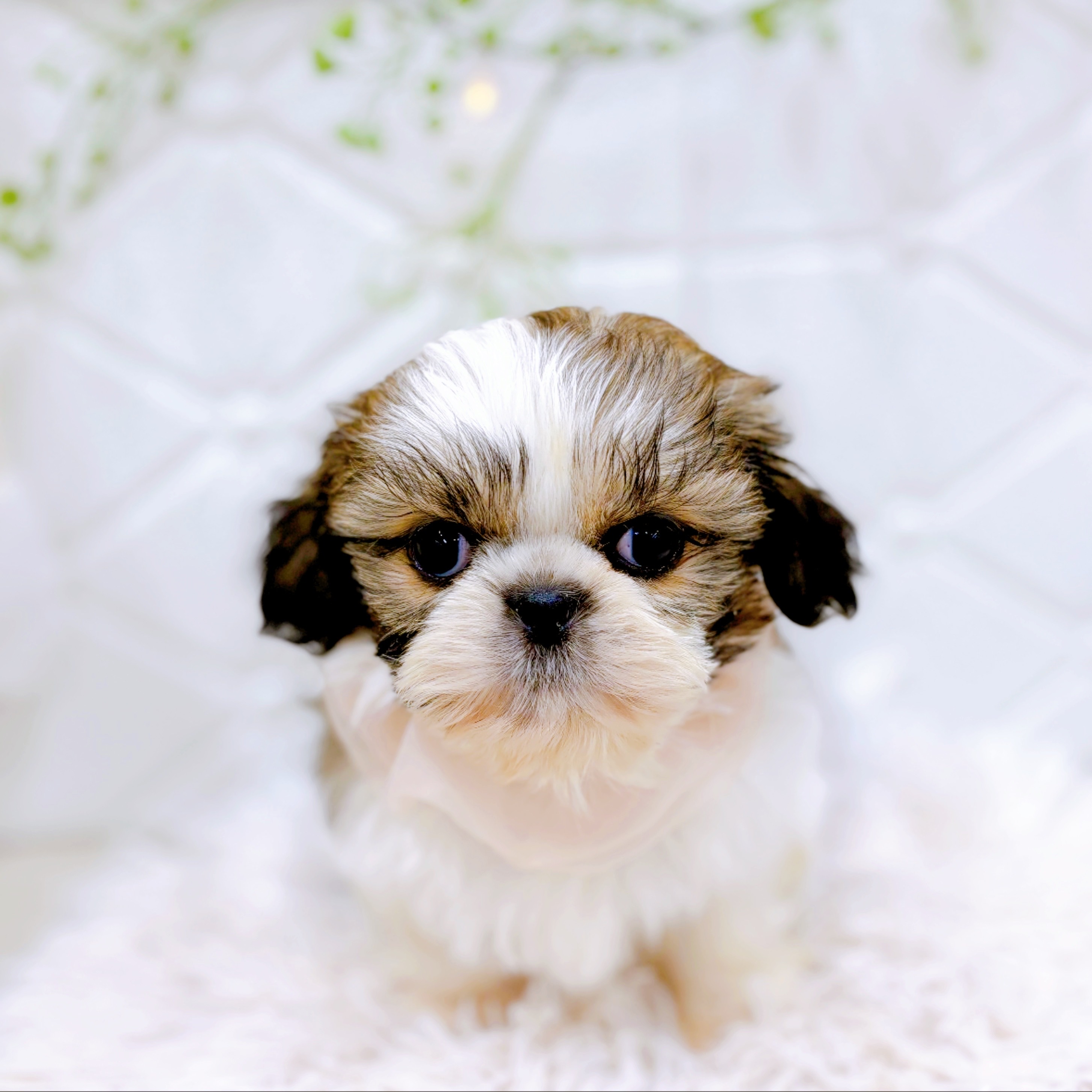 5万円以下のシーズーの子犬を価格や特徴で探す|ペットショップ探すなら