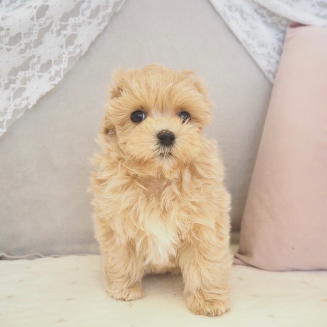 大阪府のマルプー(マルチーズ×プードル) (犬の家＆猫の里もりのみやキューズモールBASE店/2025年10月27日生まれ/女の子/クリーム)の子犬の3枚目の画像