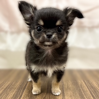 兵庫県のチワワ(ロング) (犬の家＆猫の里カナート西神戸店/2025年10月21日生まれ/女の子/ブラックタンホワイト)の子犬の1枚目の画像