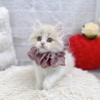 滋賀県のスコティッシュストレート (犬の家＆猫の里長浜店/2025年10月28日生まれ/女の子/クリームタビーホワイト)の子猫の3枚目の画像