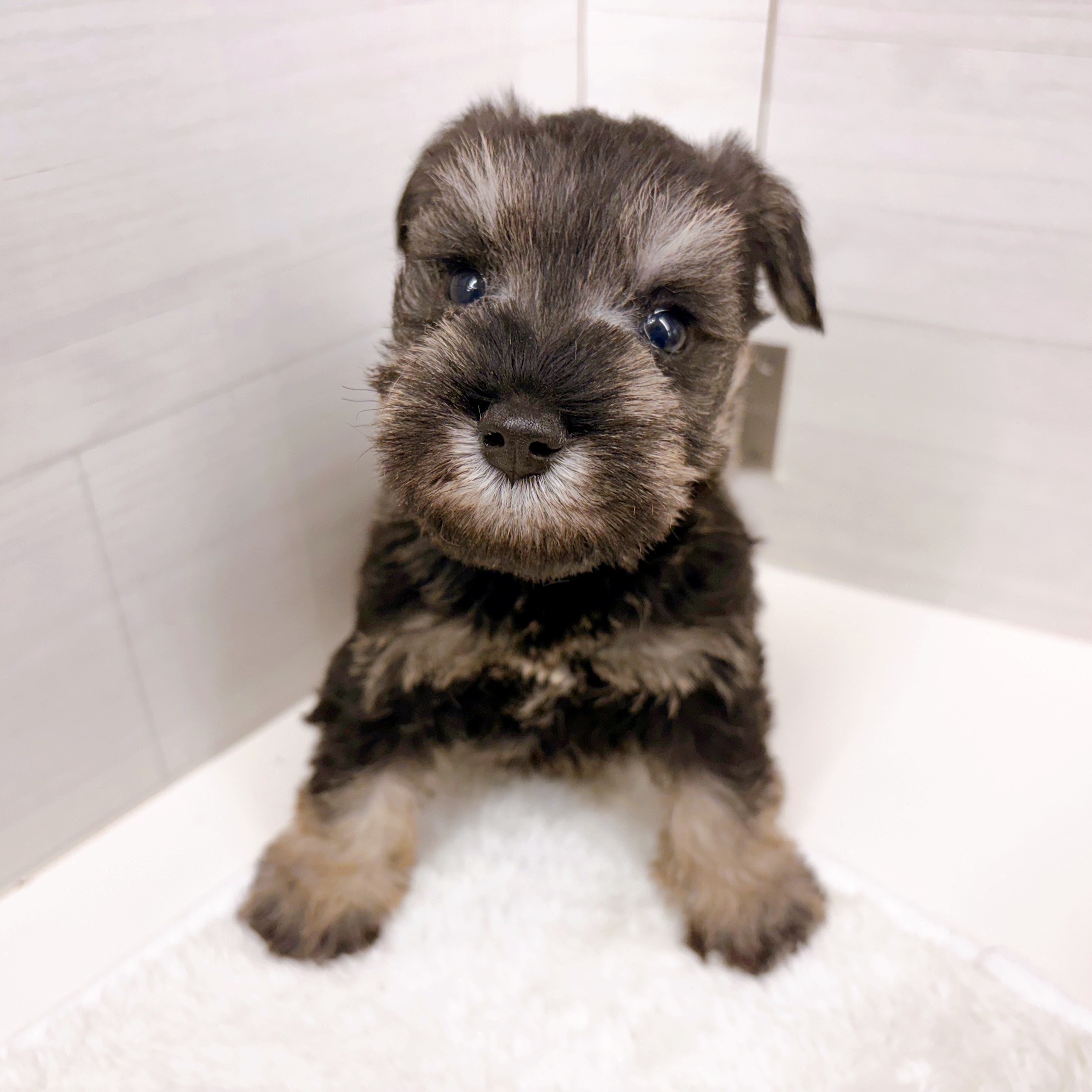 石川県のミニチュアシュナウザー (犬の家＆猫の里アミーゴ金沢おこばた店/2025年10月25日生まれ/女の子/ソルトペッパー)の子犬の3枚目の画像