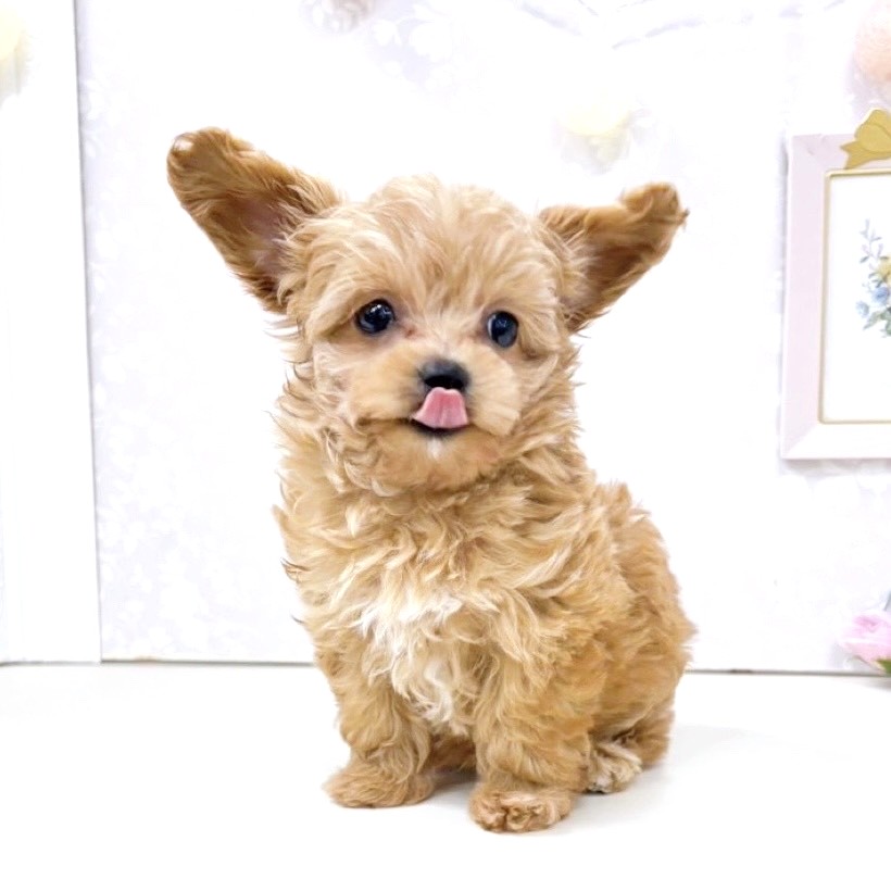 富山県のチワプー/プーチー(チワワ×プードル) (犬の家＆猫の里アミーゴ高岡蓮花寺店/2025年10月29日生まれ/女の子/レッド)の子犬の3枚目の画像