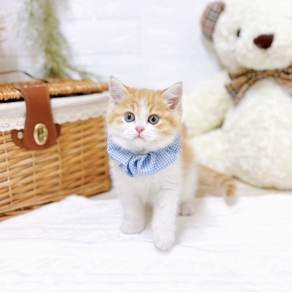 滋賀県のスコティッシュフォールド (犬の家＆猫の里近江八幡店/2025年10月25日生まれ/男の子/レッドタビーホワイト)の子猫の3枚目の画像