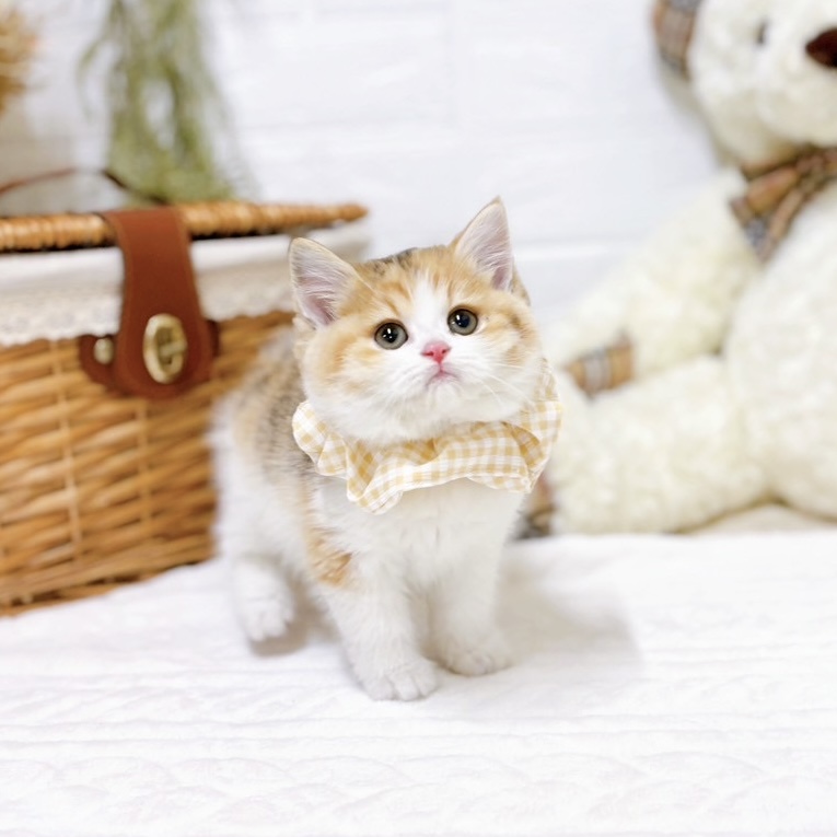 滋賀県のスコティッシュフォールド (犬の家＆猫の里近江八幡店/2025年10月25日生まれ/女の子/ブラウンパッチドタビーホワイト)の子猫の3枚目の画像