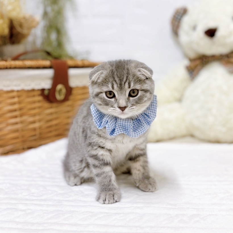 滋賀県のスコティッシュフォールド (犬の家＆猫の里近江八幡店/2025年10月30日生まれ/男の子/ブルータビー)の子猫の3枚目の画像