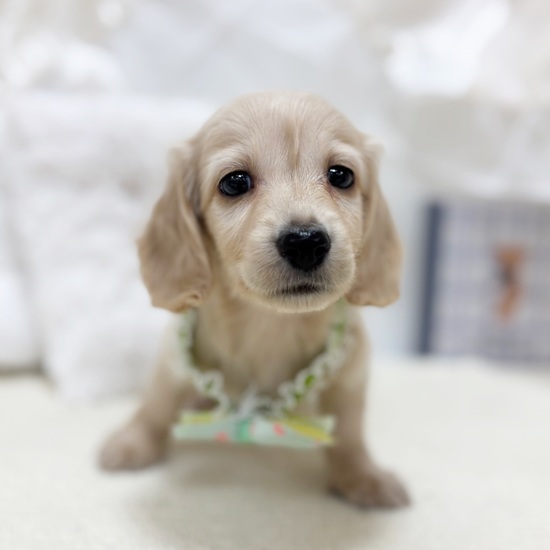 岐阜県のミニチュアダックスフンド(ロング) (犬の家＆猫の里カラフルタウン岐阜店/2025年10月31日生まれ/男の子/イエロー)の子犬の3枚目の画像