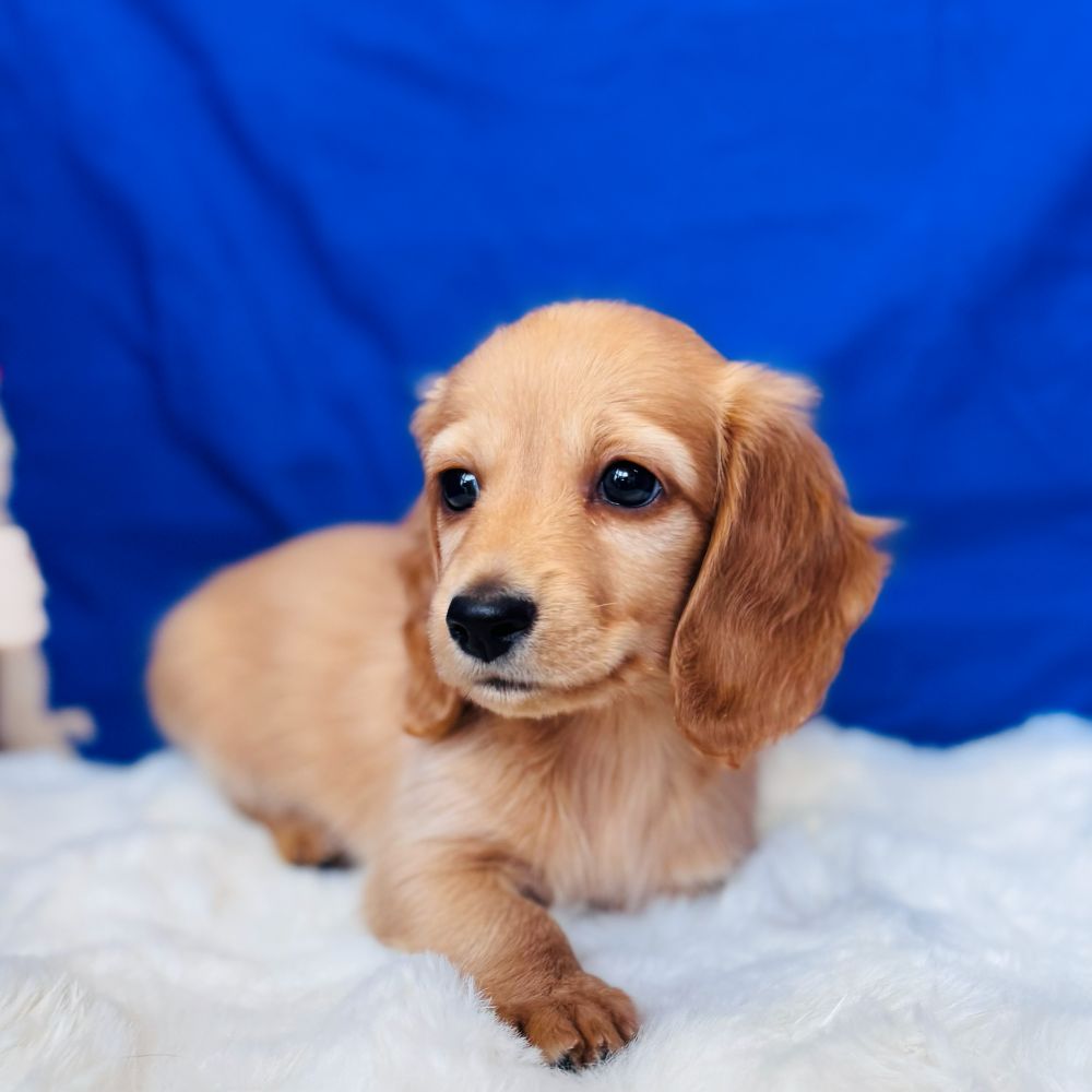 愛知県のミニチュアダックスフンド(ロング) (犬の家＆猫の里愛知刈谷店/2025年10月31日生まれ/男の子/ゴールド)の子犬の3枚目の画像