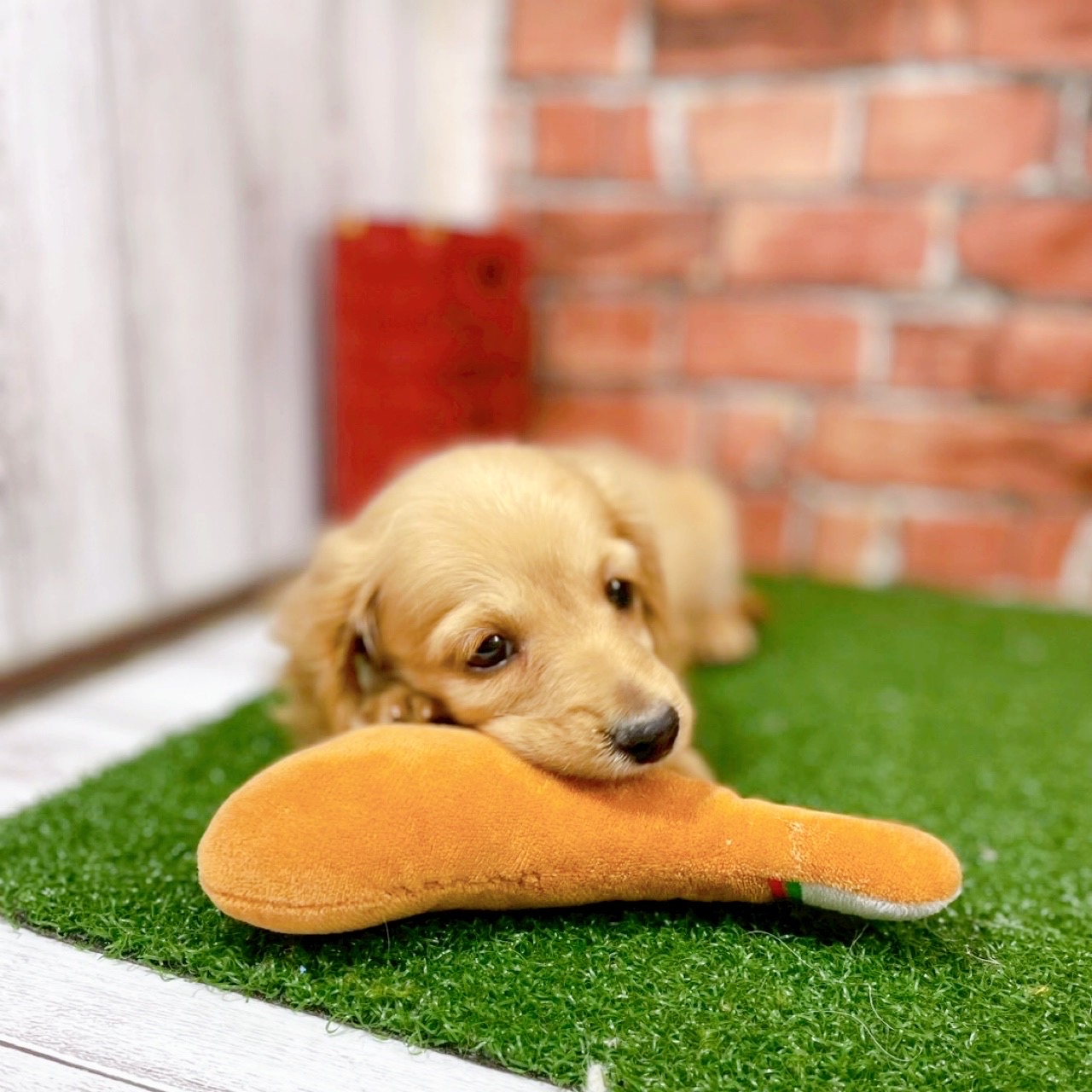 神奈川県のミニチュアダックスフンド(ロング) (犬の家＆猫の里小田原店/2025年10月31日生まれ/男の子/ゴールド)の子犬の3枚目の画像