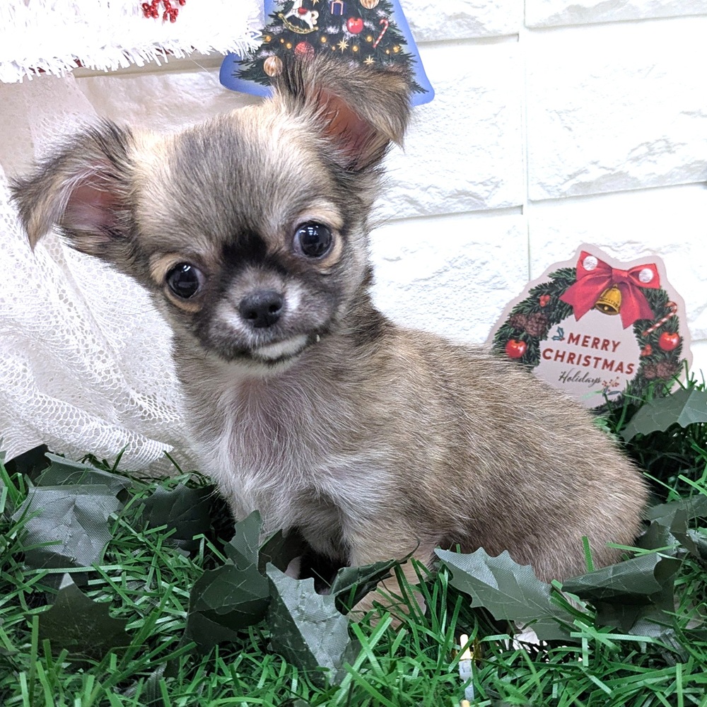 愛知県のチワワ(ロング) (犬の家＆猫の里MEGAドン・キホーテ東海名和店/2025年10月31日生まれ/男の子/フォーンホワイト)の子犬の3枚目の画像