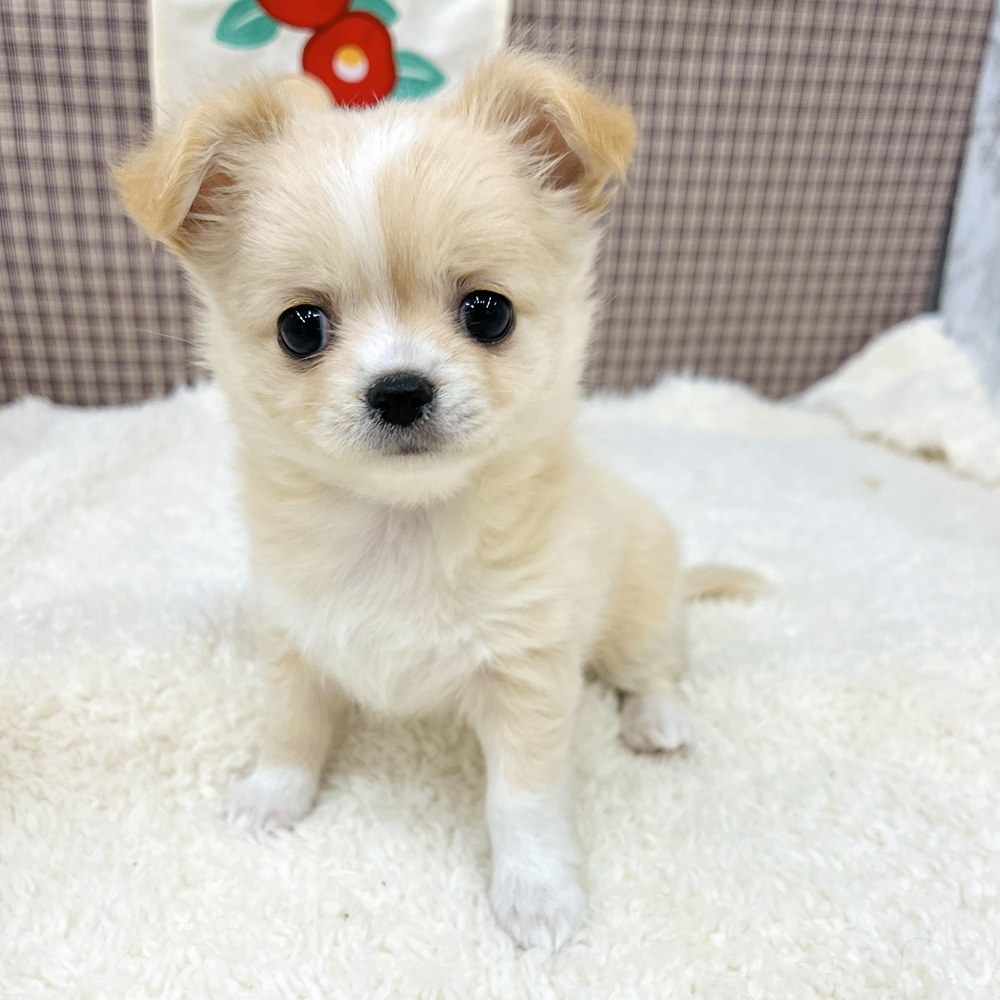 愛知県のチワワ(ロング) (犬の家＆猫の里エアポートウォーク店/2025年10月31日生まれ/女の子/クリームホワイト)の子犬の3枚目の画像