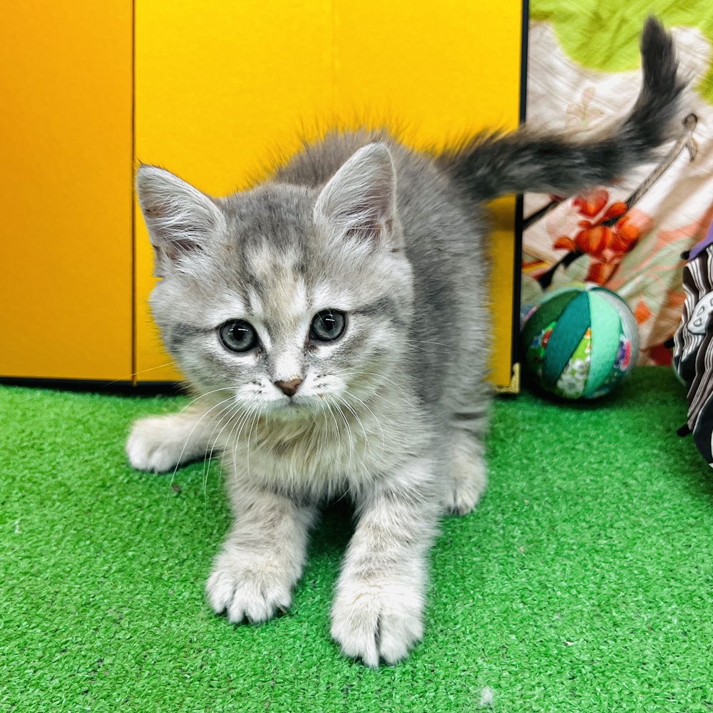愛知県のサイベリアン (犬の家＆猫の里名古屋天白店/2025年10月24日生まれ/女の子/ブルーパッチドタビーホワイト)の子猫の3枚目の画像