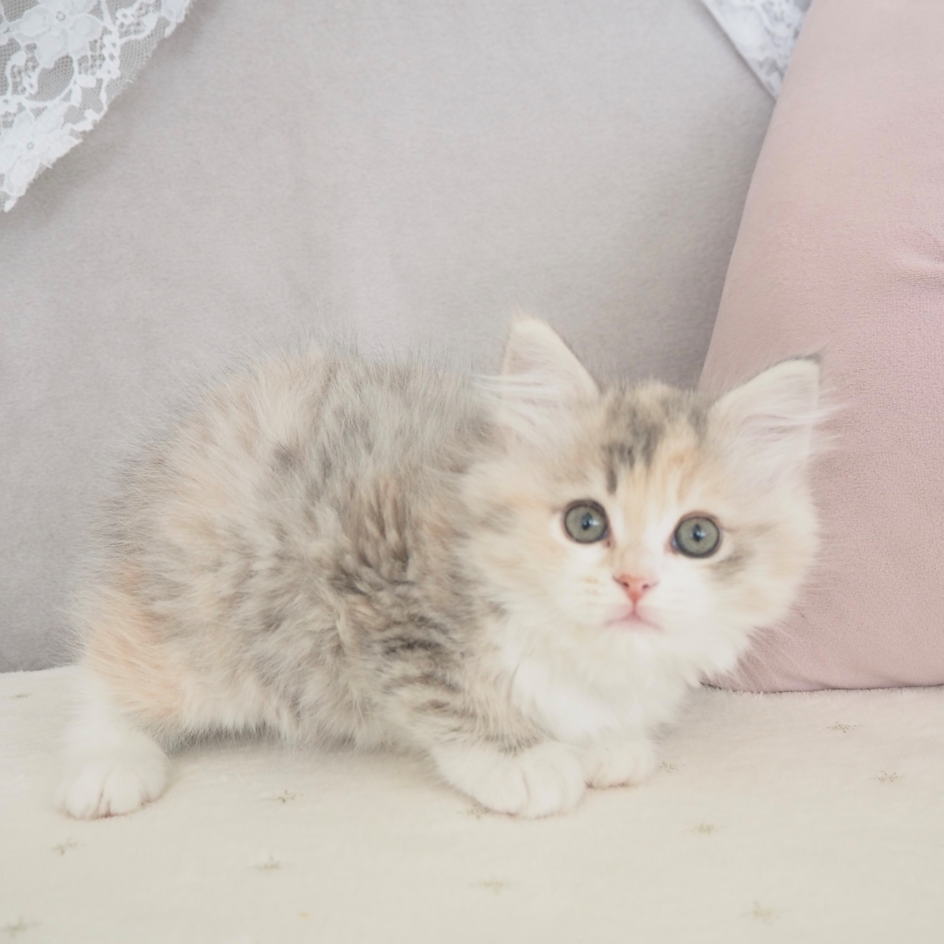 大阪府のサイベリアン (犬の家＆猫の里もりのみやキューズモールBASE店/2025年10月24日生まれ/女の子/ブルーパッチドタビーホワイト)の子猫の3枚目の画像