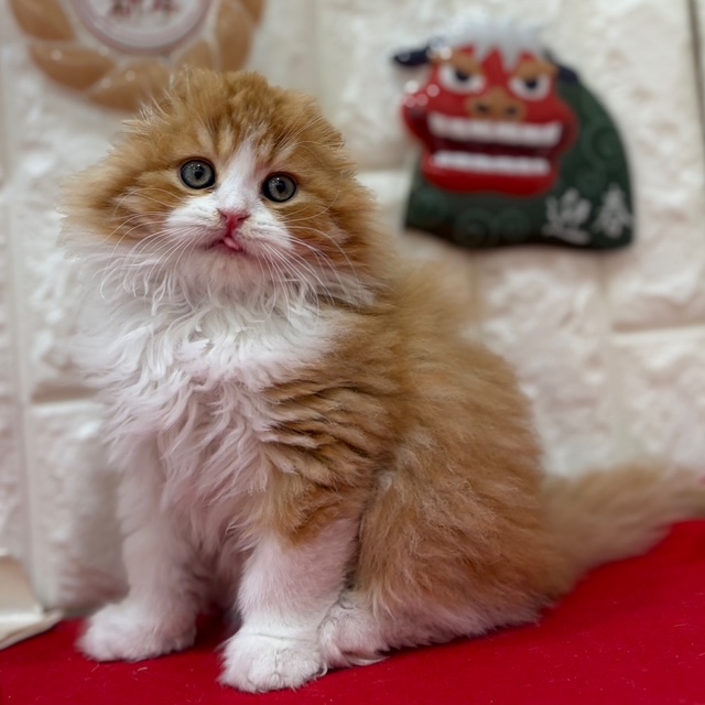 岡山県のスコティッシュフォールド (犬の家＆猫の里倉敷店/2025年10月29日生まれ/男の子/レッドタビーホワイト)の子猫の3枚目の画像