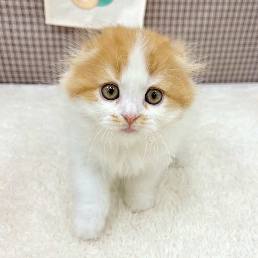 愛知県のスコティッシュフォールド (犬の家＆猫の里エアポートウォーク店/2025年10月29日生まれ/女の子/レッドタビーホワイト)の子猫の3枚目の画像