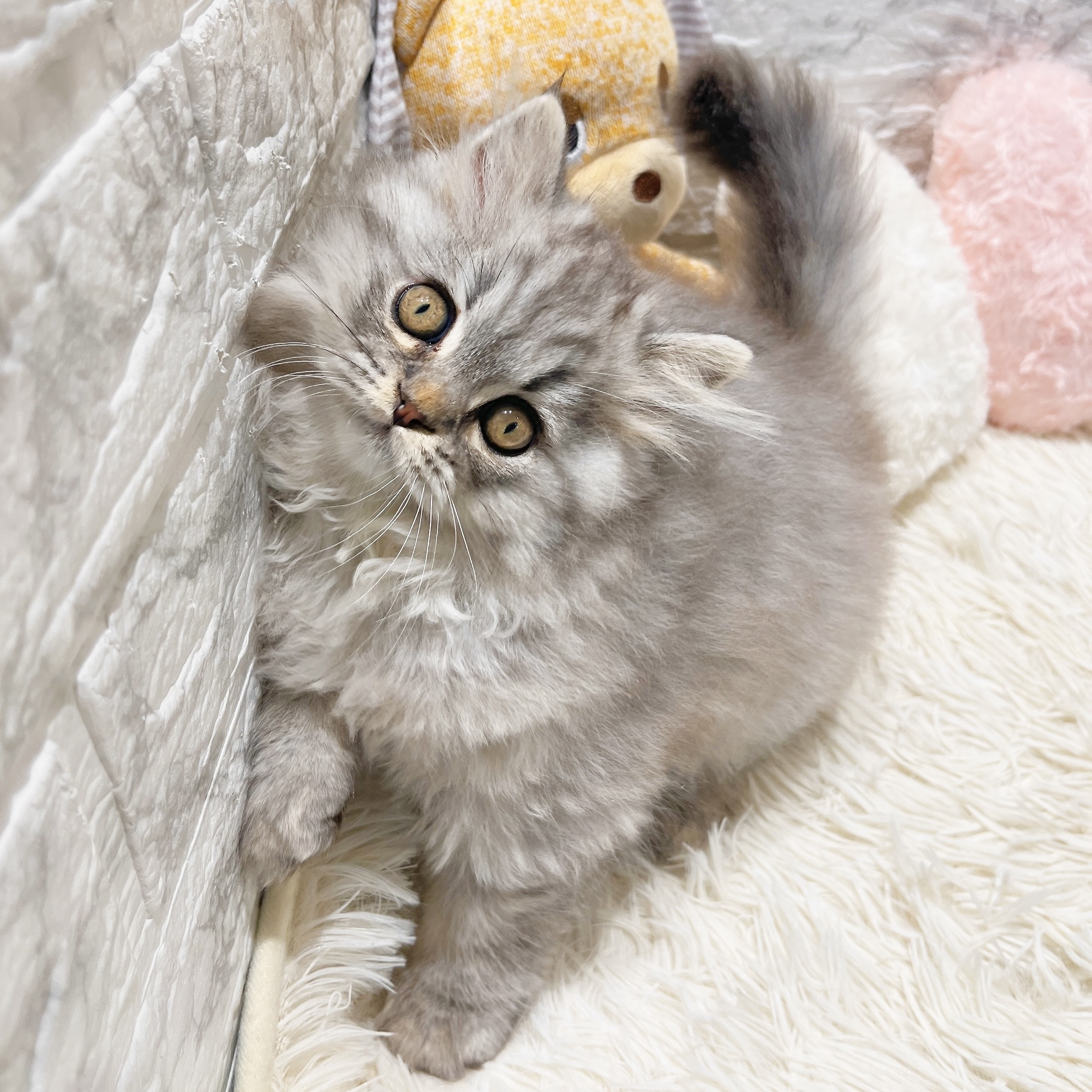 愛知県のスコティッシュストレート (犬の家＆猫の里MiO香久山店/2025年10月30日生まれ/男の子/シルバータビー)の子猫の3枚目の画像