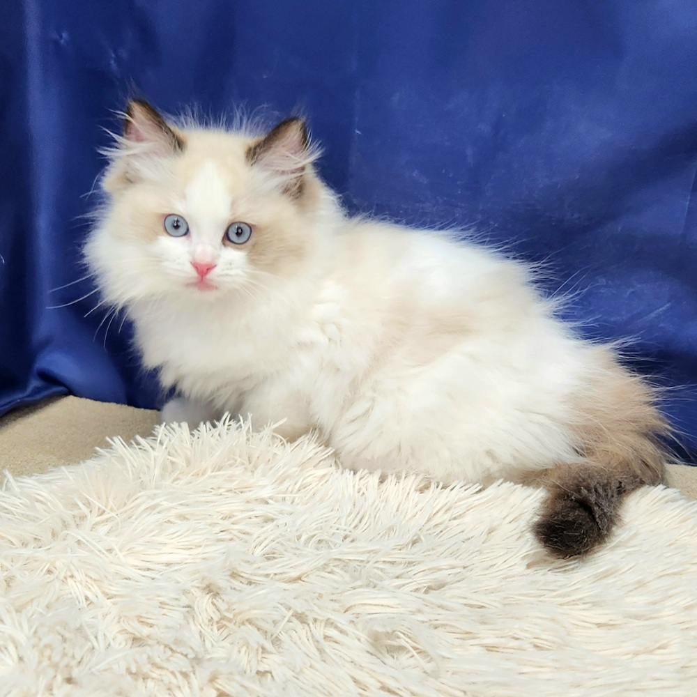 岐阜県のラグドール (犬の家＆猫の里中津川店/2025年11月1日生まれ/男の子/シールポイントバイカラー)の子猫の3枚目の画像
