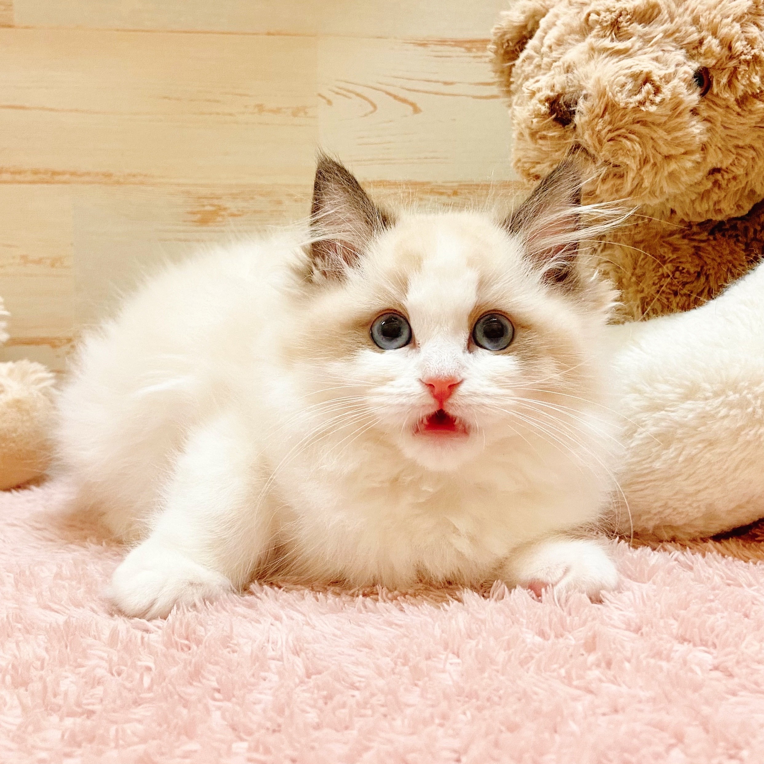 兵庫県のラグドール (犬の家＆猫の里神戸店/2025年11月1日生まれ/女の子/シールポイントバイカラー)の子猫の3枚目の画像