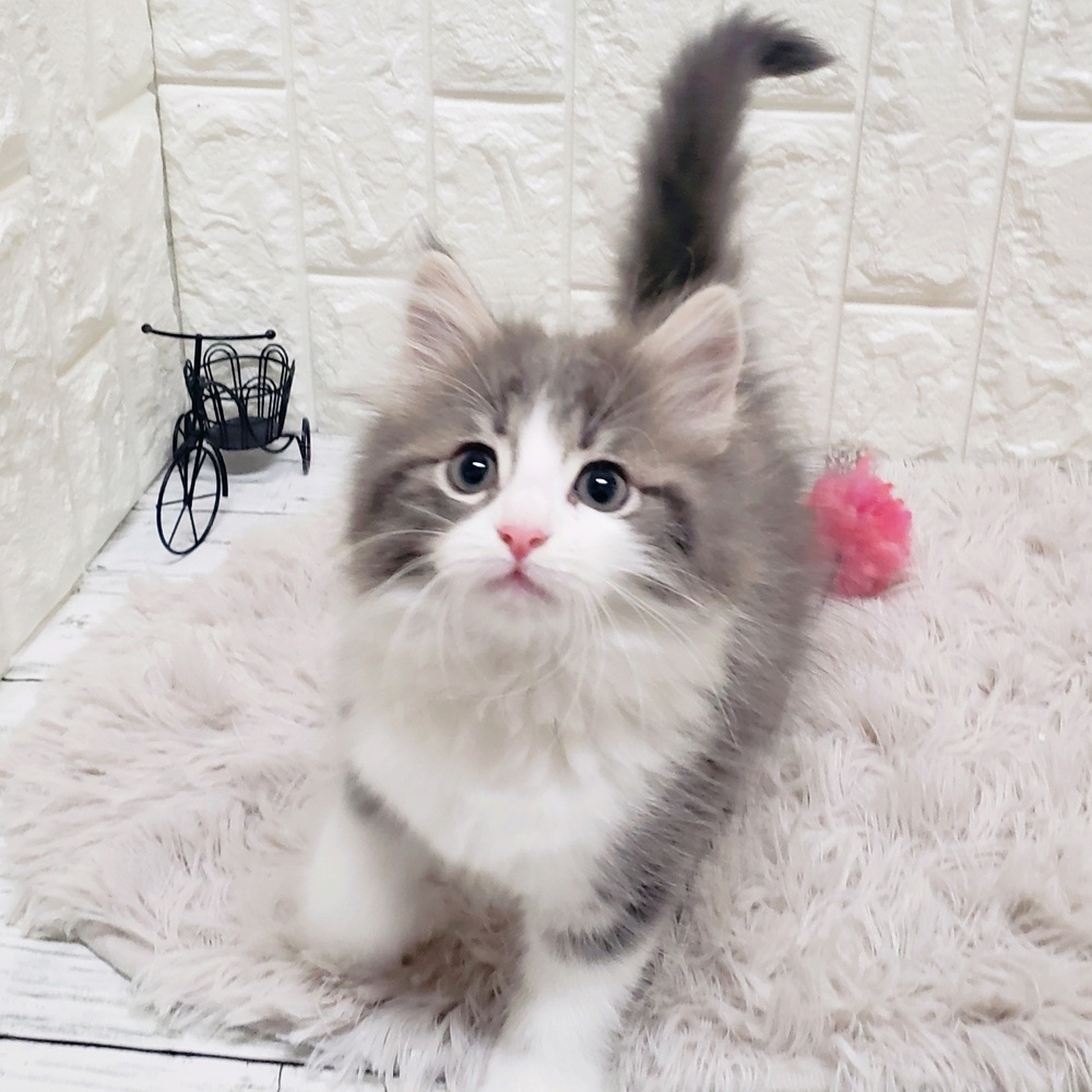 岡山県のノルウェージャンフォレストキャット (犬の家＆猫の里岡山店/2025年10月29日生まれ/女の子/ブルータビーホワイト)の子猫の3枚目の画像