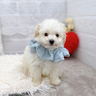 滋賀県のトイプードル(トイ) (犬の家＆猫の里長浜店/2025年10月30日生まれ/男の子/ペールフォーン)の子犬の3枚目の画像