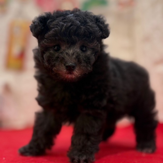 岡山県のトイプードル(タイニー) (犬の家＆猫の里倉敷店/2025年11月1日生まれ/女の子/グレー)の子犬の3枚目の画像