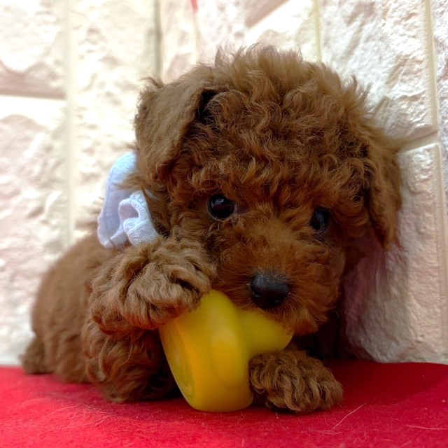 岡山県のトイプードル(トイ) (犬の家＆猫の里倉敷店/2025年10月31日生まれ/男の子/レッドフォーン)の子犬の3枚目の画像