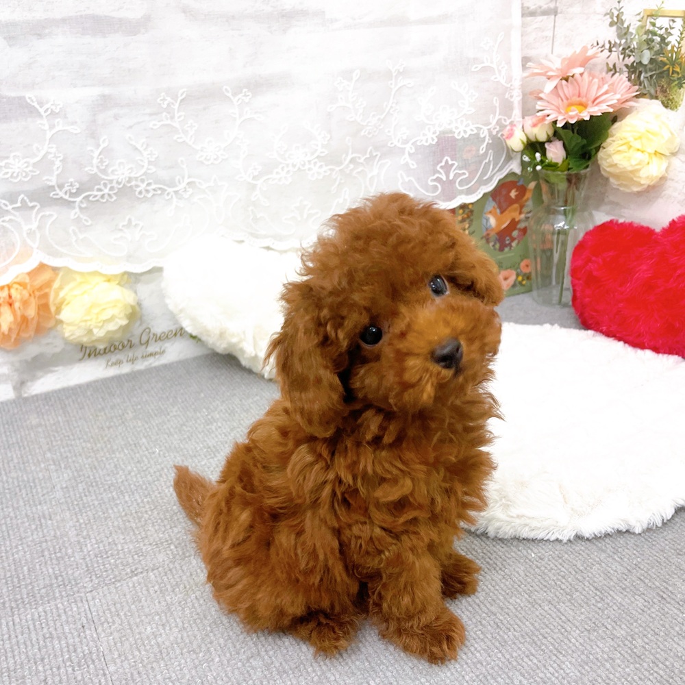 京都府のトイプードル(タイニー) (犬の家＆猫の里京都樟葉店/2025年10月30日生まれ/男の子/レッドフォーン)の子犬の3枚目の画像