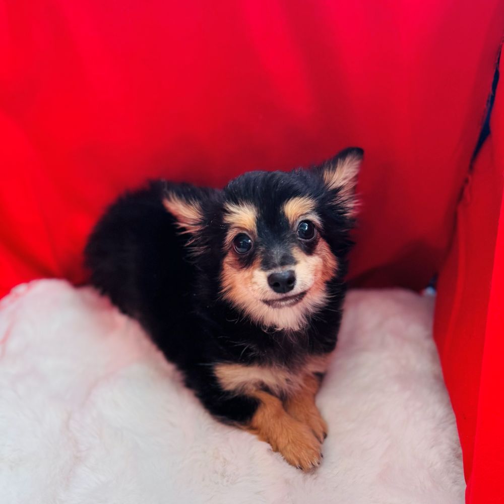 愛知県のチワックス(チワワ×ダックス) (犬の家＆猫の里愛知刈谷店/2025年10月8日生まれ/女の子/ブラックタン)の子犬の3枚目の画像