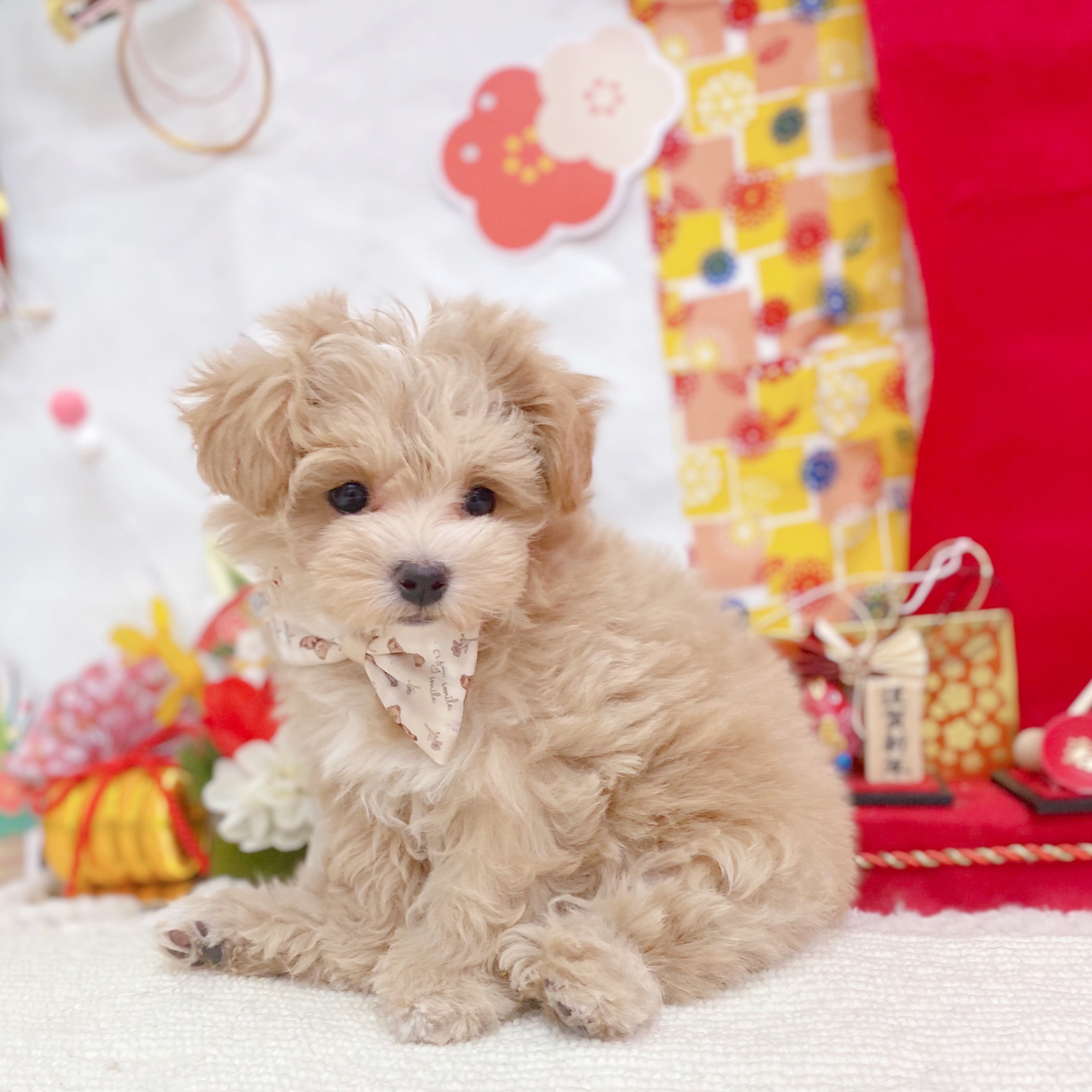 岐阜県のマルプー(マルチーズ×プードル) (犬の家＆猫の里岐南店/2025年10月27日生まれ/女の子/アプリコットホワイト)の子犬の3枚目の画像