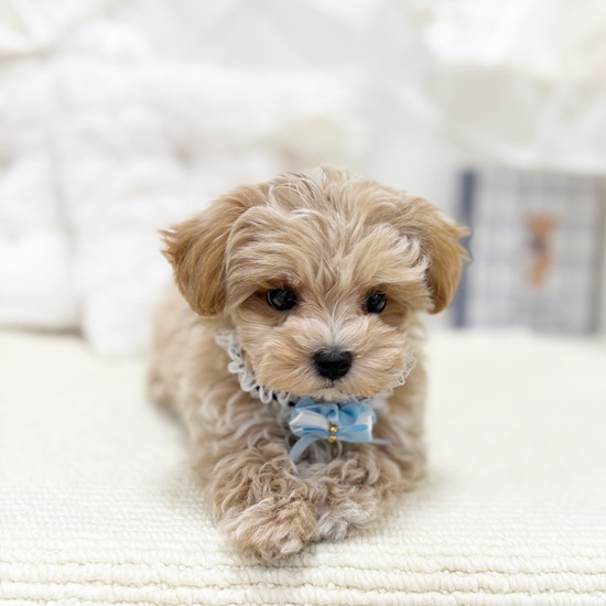 岐阜県のマルプー(マルチーズ×プードル) (犬の家＆猫の里カラフルタウン岐阜店/2025年10月27日生まれ/男の子/アプリコットホワイト)の子犬の3枚目の画像