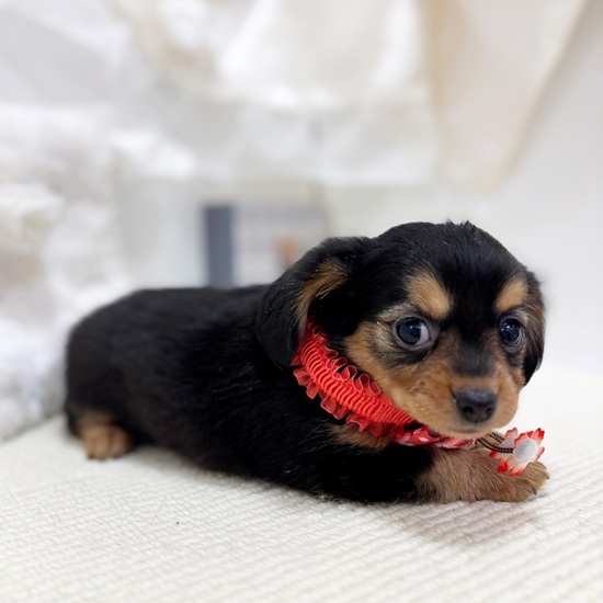 岐阜県のチワックス(チワワ×ダックス) (犬の家＆猫の里カラフルタウン岐阜店/2025年10月29日生まれ/女の子/ブラックタン)の子犬の3枚目の画像