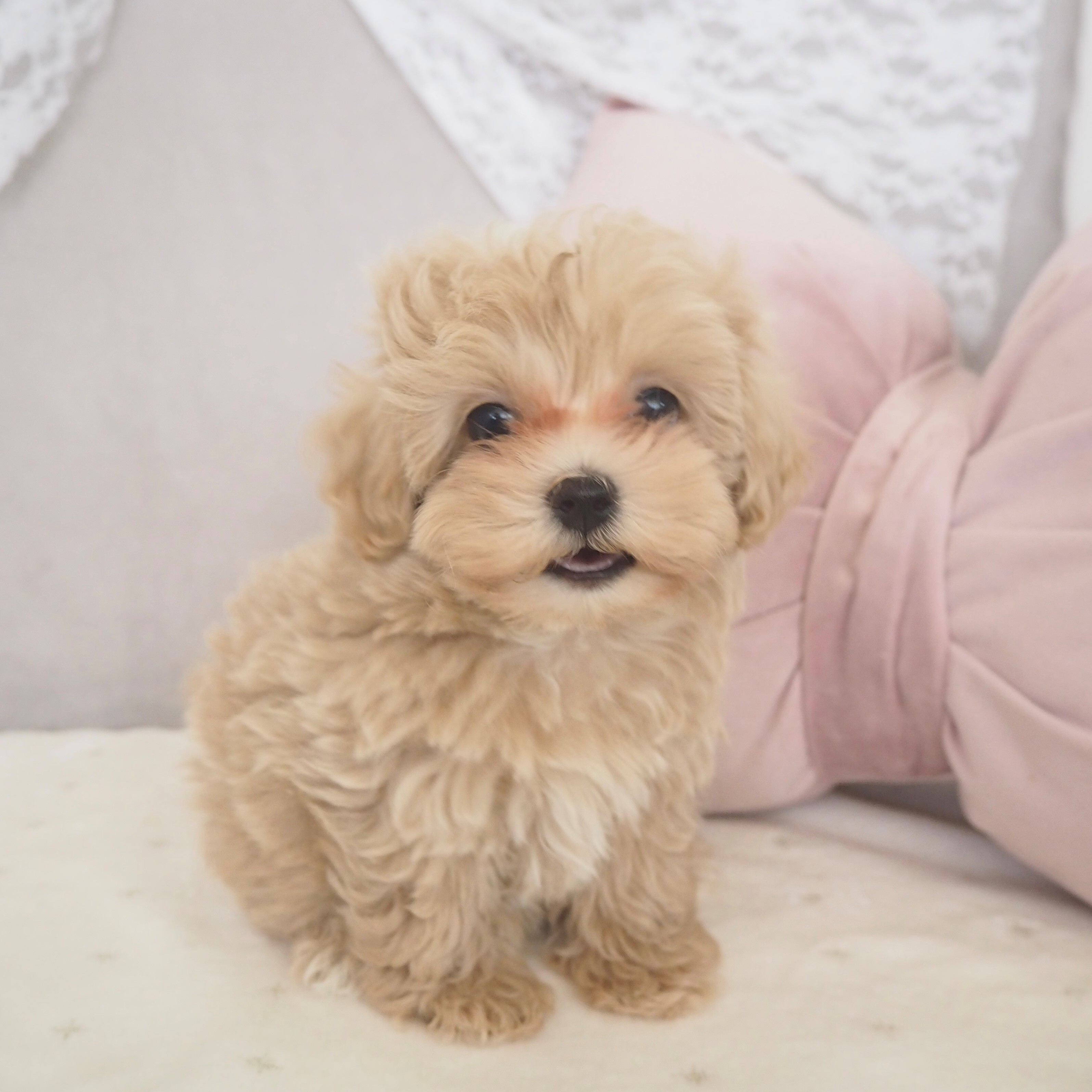 大阪府のマルプー(マルチーズ×プードル) (犬の家＆猫の里もりのみやキューズモールBASE店/2025年10月31日生まれ/男の子/クリームホワイト)の子犬の3枚目の画像