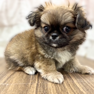 兵庫県のチワペキ/ペキチー/ペキチワ(チワワ×ペキニーズ) (犬の家＆猫の里カナート西神戸店/2025年10月31日生まれ/男の子/フォーン)の子犬の3枚目の画像