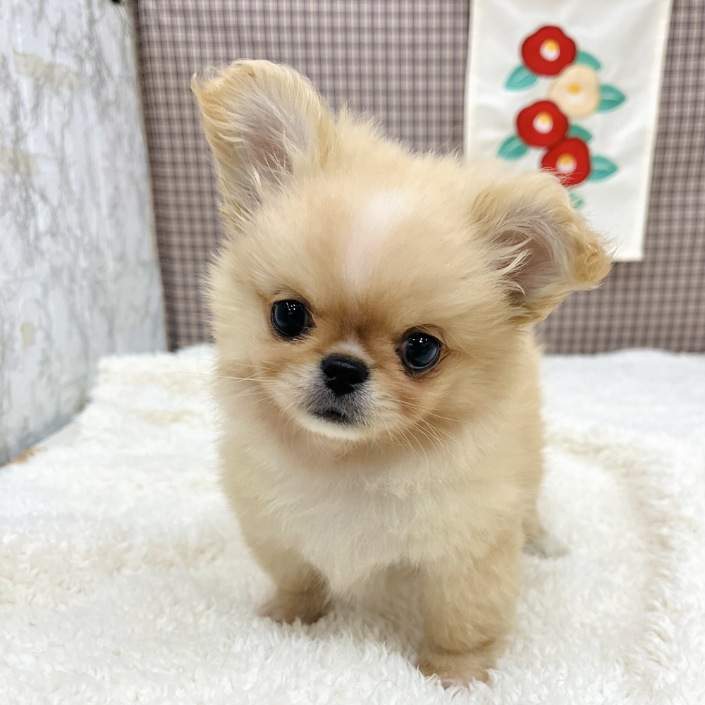 愛知県のチワペキ/ペキチー/ペキチワ(チワワ×ペキニーズ) (犬の家＆猫の里エアポートウォーク店/2025年10月31日生まれ/男の子/クリームホワイト)の子犬の3枚目の画像