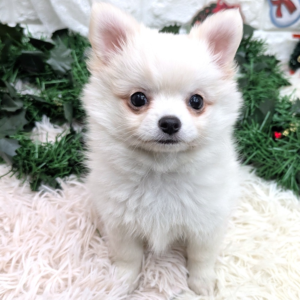 愛知県のポメチワ/チワポメ/ポメチー(ポメラニアン×チワワ) (犬の家＆猫の里MEGAドン・キホーテ東海名和店/2025年11月2日生まれ/女の子/クリーム)の子犬の1枚目の画像