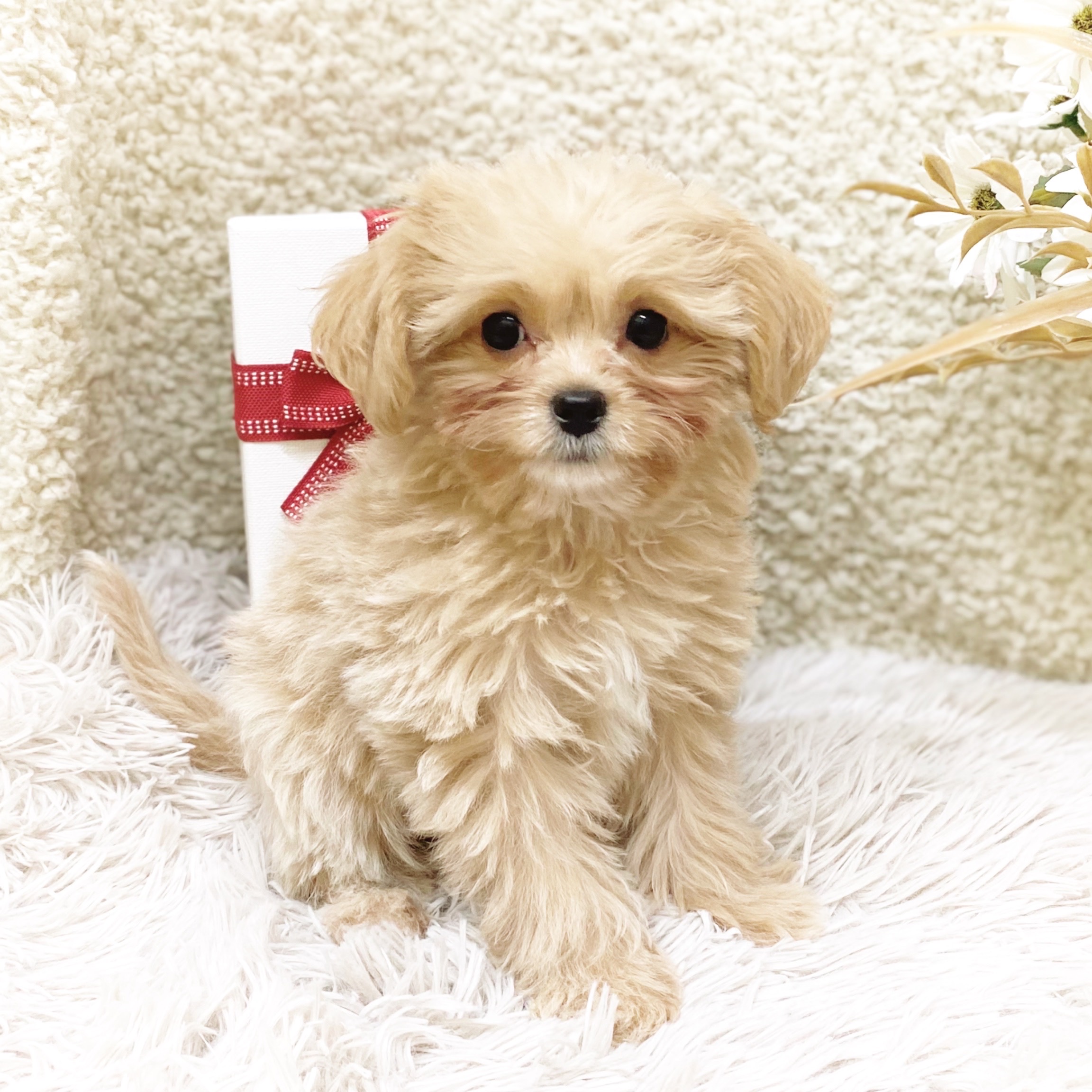 静岡県のチワプー/プーチー(チワワ×プードル) (犬の家＆猫の里藤枝店/2025年10月31日生まれ/女の子/クリームホワイト)の子犬の3枚目の画像