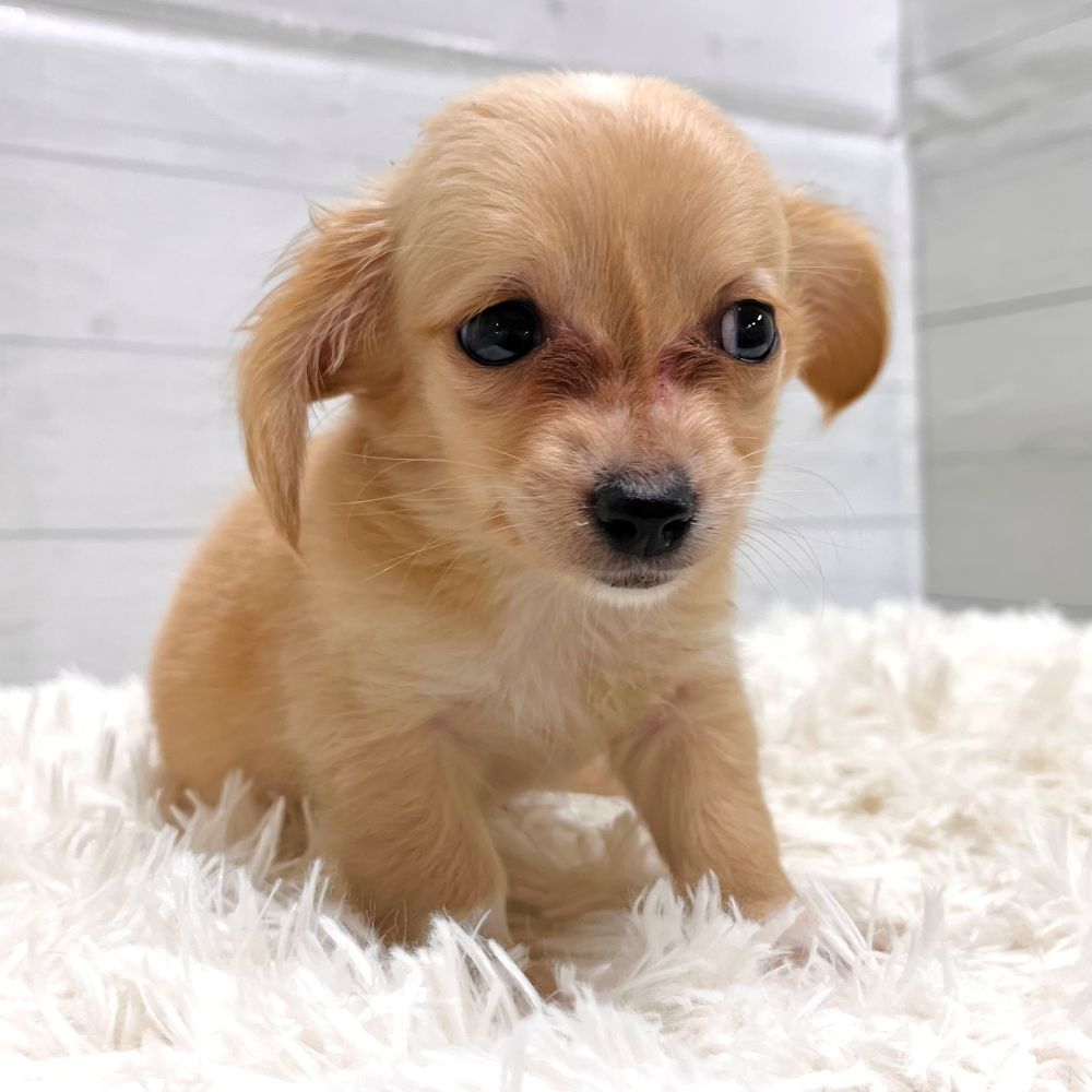 愛知県のチワックス(チワワ×ダックス) (犬の家＆猫の里豊田店/2025年10月31日生まれ/男の子/クリームホワイト)の子犬の3枚目の画像