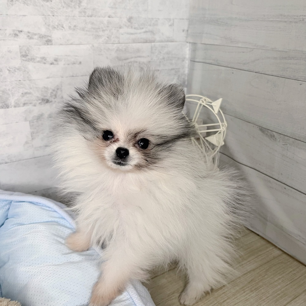 長野県のポメラニアン (犬の家＆猫の里塩尻店/2025年10月19日生まれ/女の子/パーティーカラー)の子犬の3枚目の画像