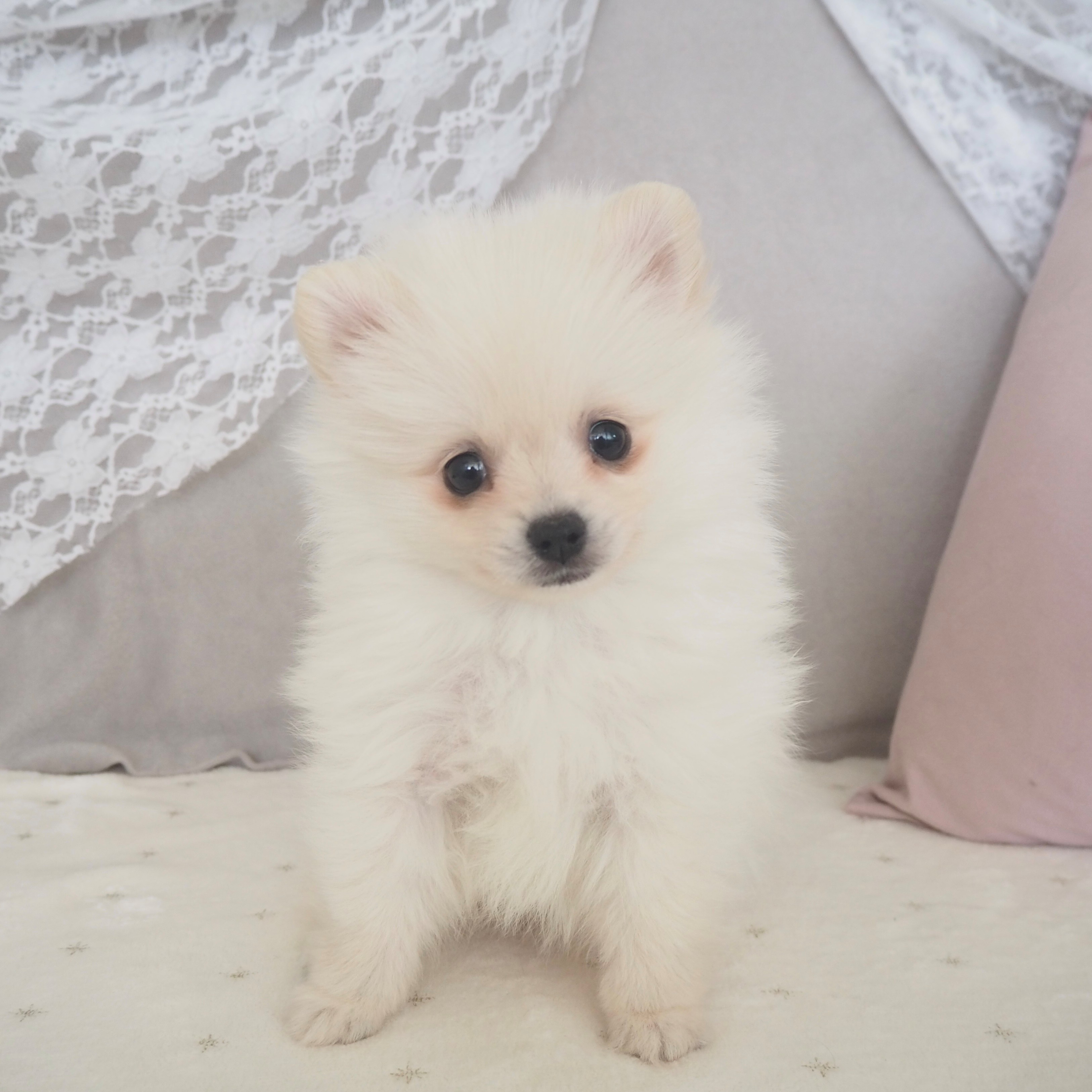 大阪府のポメラニアン (犬の家＆猫の里もりのみやキューズモールBASE店/2025年11月2日生まれ/女の子/クリーム)の子犬の3枚目の画像