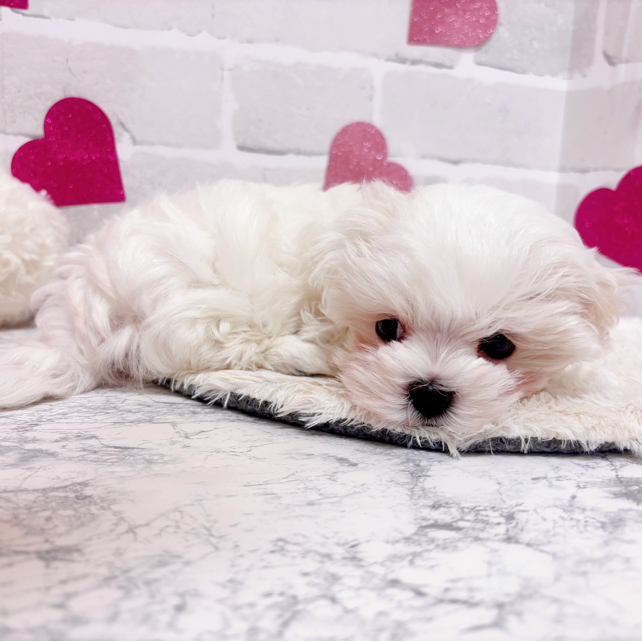 京都府のマルチーズ (犬の家＆猫の里京都精華店/2025年10月31日生まれ/男の子/ホワイト)の子犬の3枚目の画像