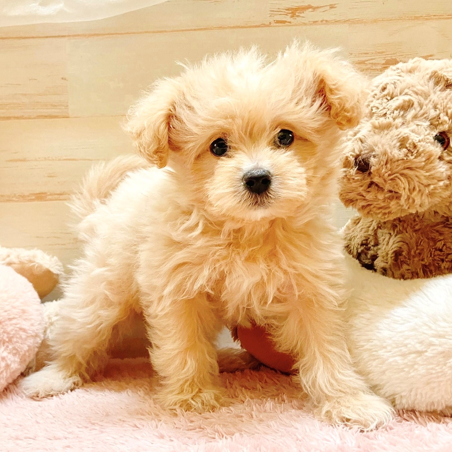 兵庫県のポメプー(ポメラニアン×プードル) (犬の家＆猫の里神戸店/2025年10月27日生まれ/男の子/クリーム)の子犬の3枚目の画像