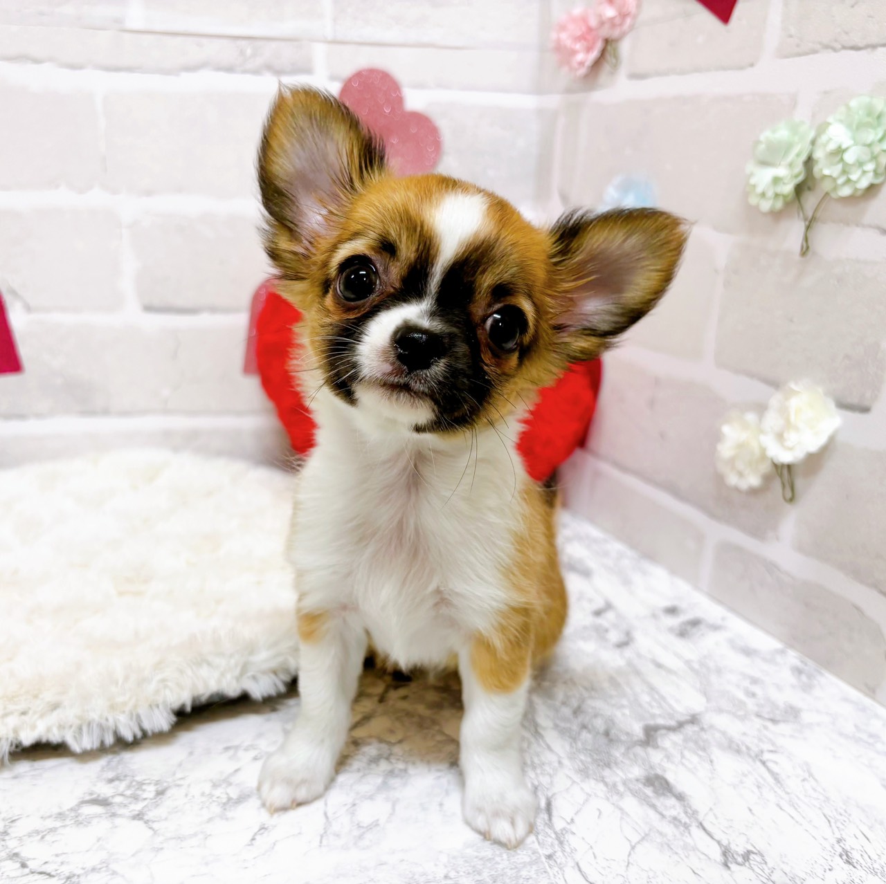 京都府のチワワ(ロング) (犬の家＆猫の里京都精華店/2025年10月28日生まれ/女の子/レッドセーブルホワイト)の子犬の3枚目の画像