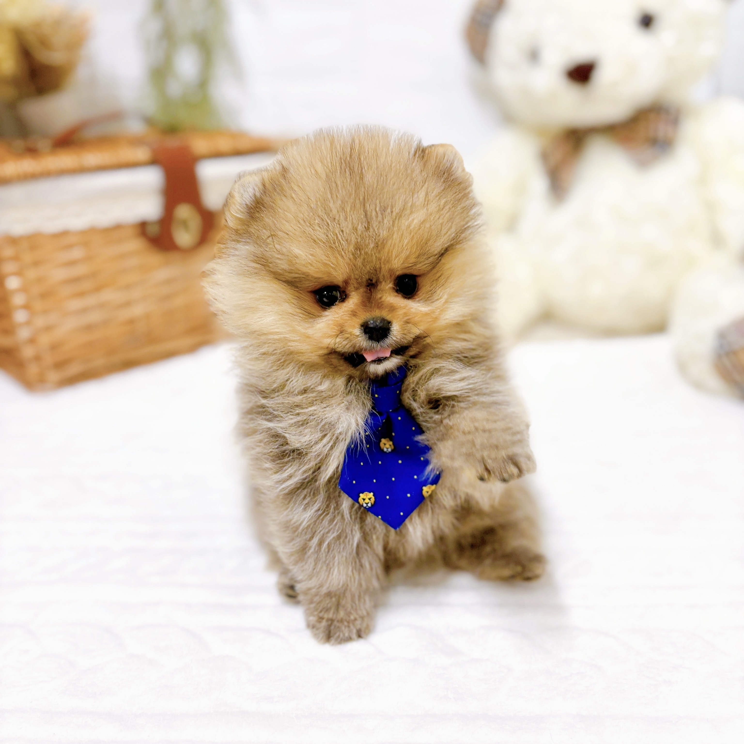 滋賀県のポメラニアン (犬の家＆猫の里近江八幡店/2025年10月30日生まれ/男の子/オレンジ)の子犬の3枚目の画像